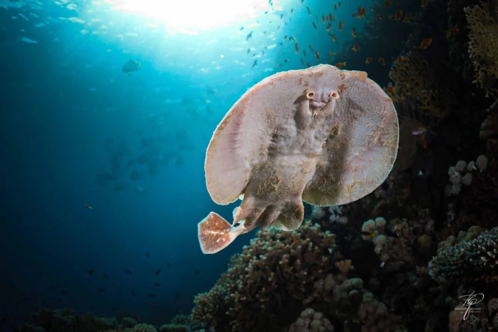 ras muhammed sharm el sheikh red sea scuba diving 16