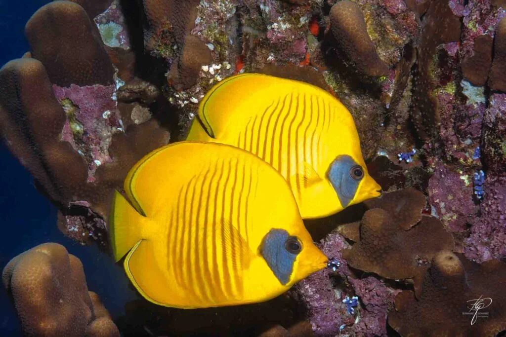 ras muhammed sharm el sheikh red sea scuba diving 4