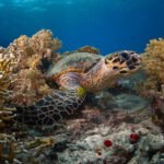 Scuba Diving in Sharm El Sheikh and Dahab Red Sea Egypt