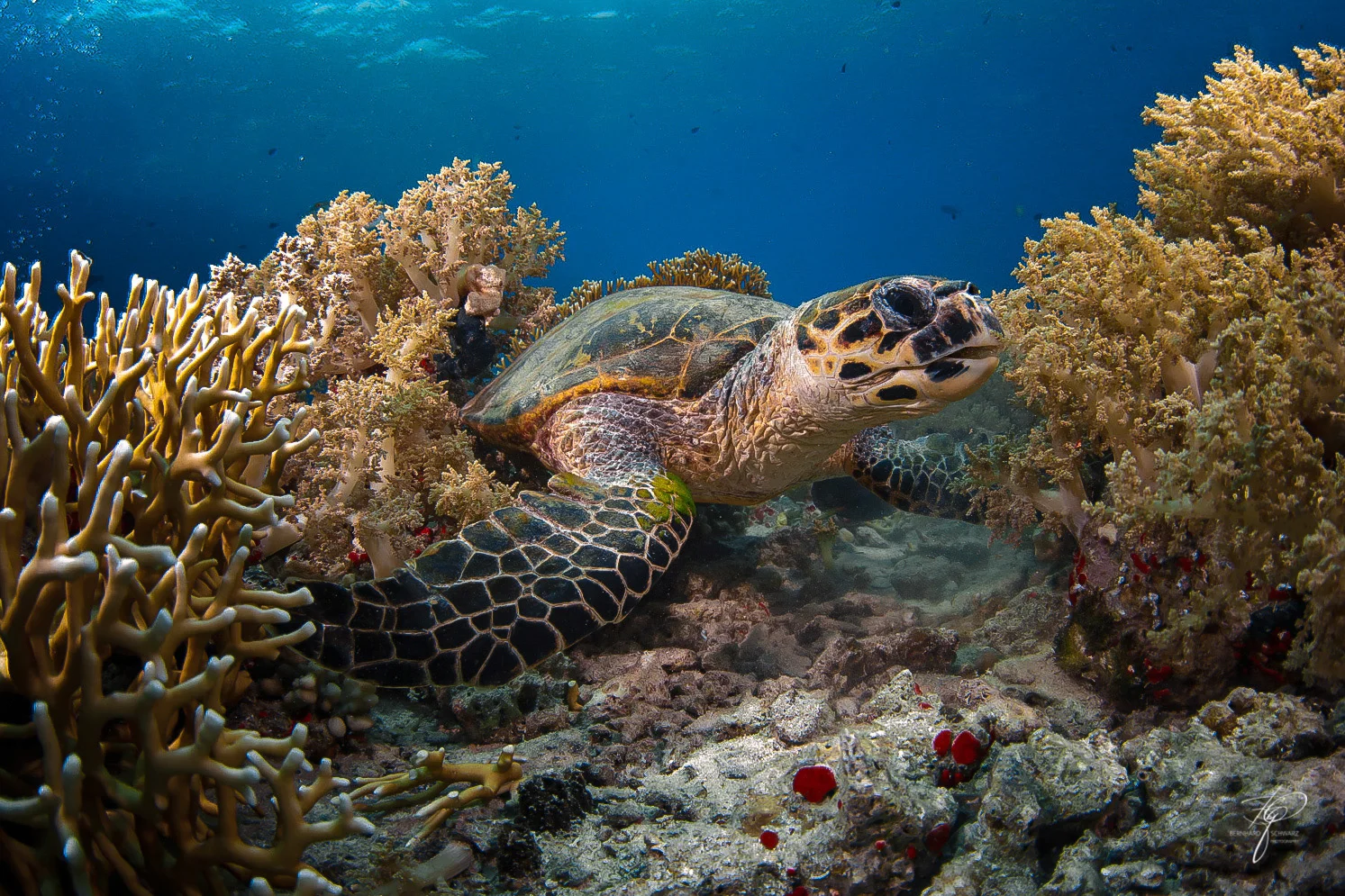 Scuba Diving in Sharm El Sheikh and Dahab Red Sea Egypt