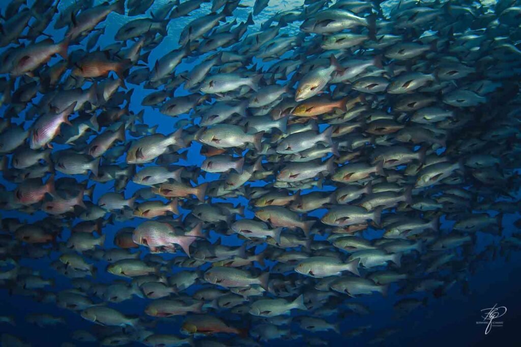 ras muhammed sharm el sheikh red sea scuba diving 7