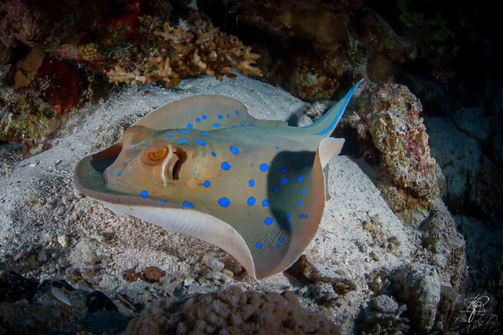 ras muhammed sharm el sheikh red sea scuba diving 9