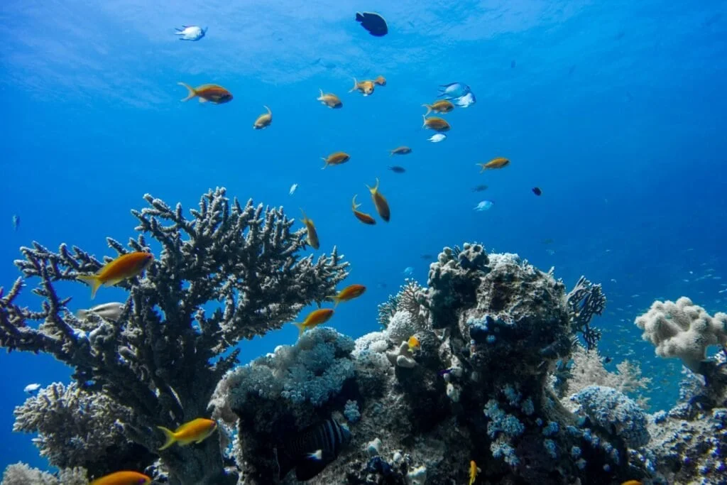 ras muhammed sharm el sheikh red sea scuba diving 15