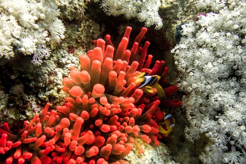 ras muhammed sharm el sheikh red sea scuba diving 17