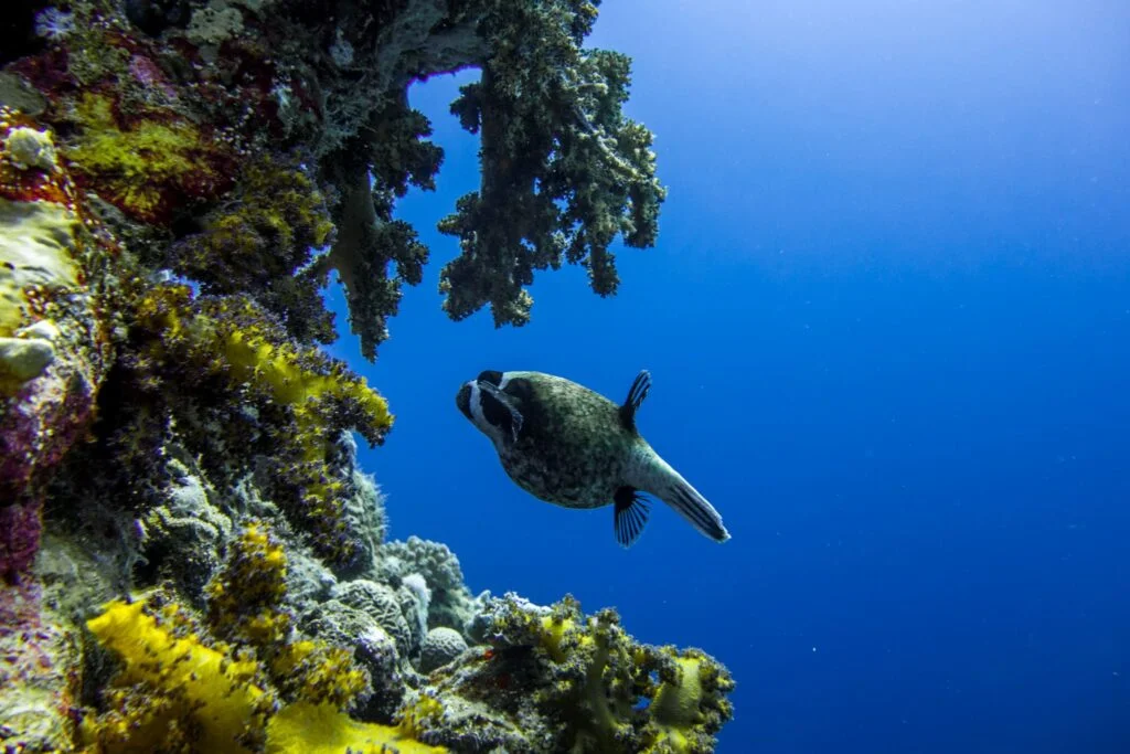 ras muhammed sharm el sheikh red sea scuba diving 25