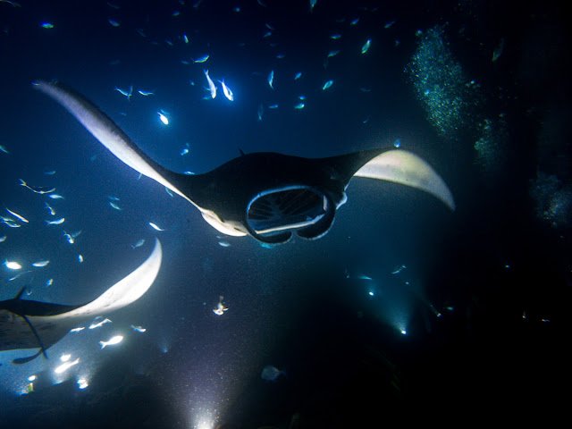 Diving with Manta Rays Hawaii Kona