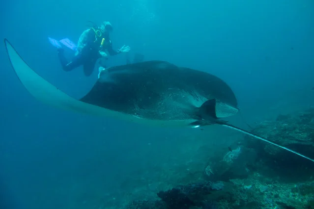 Nusa Penida Manta Rays Snorkel Scuba Diving
