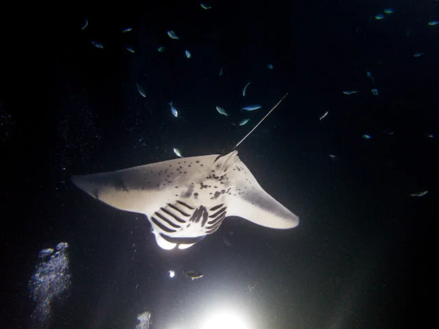 Hawaii_Kona_Manta_Ray_Night_Dive_Snorkel