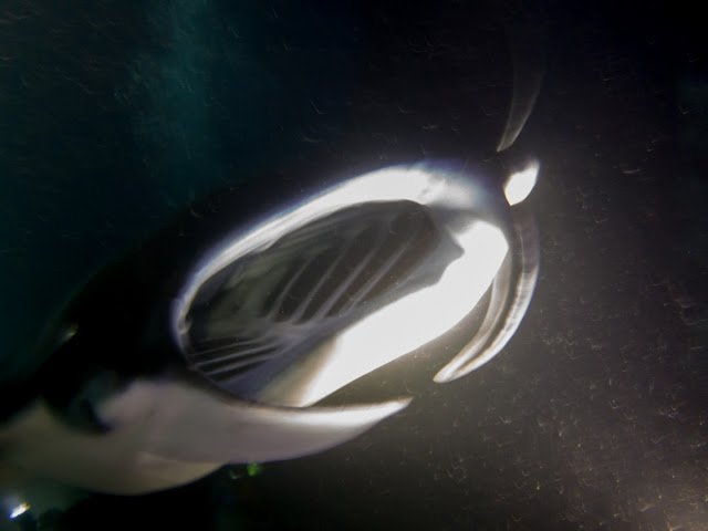 Hawaii_Kona_Manta_Ray_Night_Dive_Snorkel