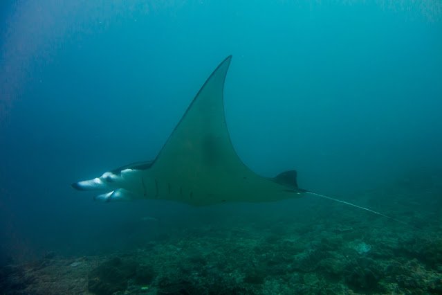 Nusa_Penida_Manta_Snorkel_Scuba_Diving