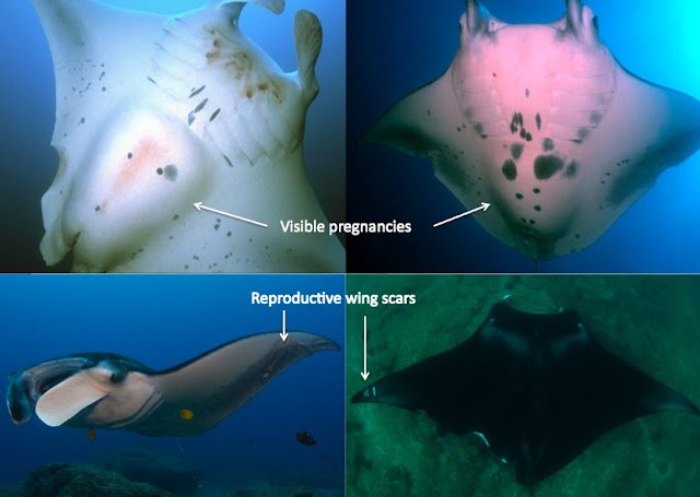 female_maturity_manta ray