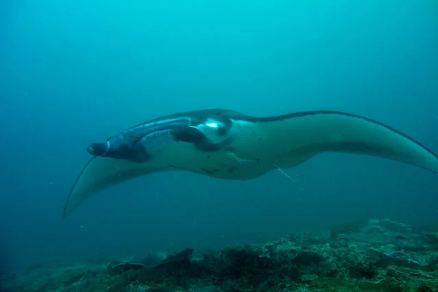 Nusa_Penida_Manta_Snorkel_Scuba_Diving