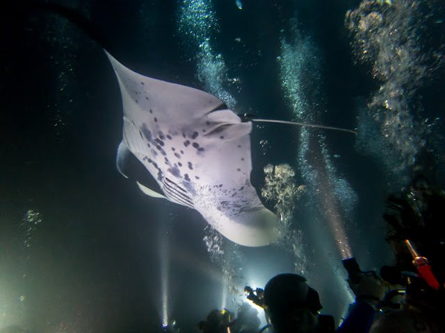 Hawaii_Kona_Manta_Ray_Night_Dive_Snorkel