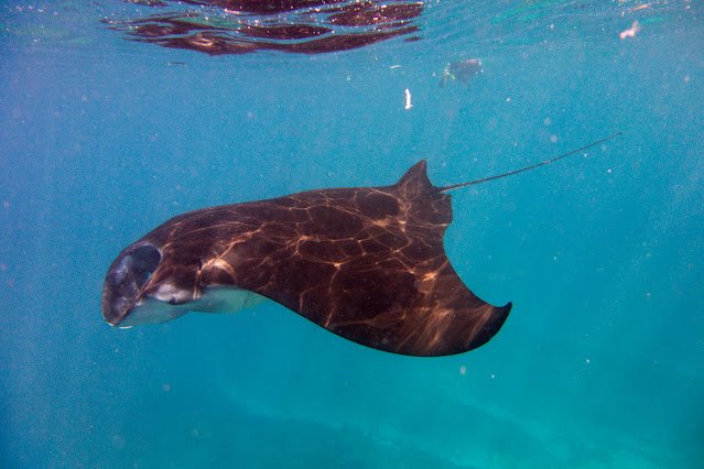 Nusa_Penida_Lembongan_Manta_Snorkeling_Bali