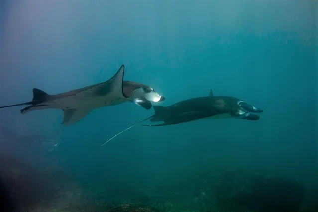 Nusa_Penida_Manta_Snorkel_Scuba_Diving