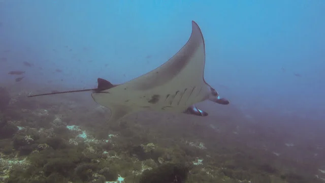 Komodo_National_Park_Central_Scuba_Diving