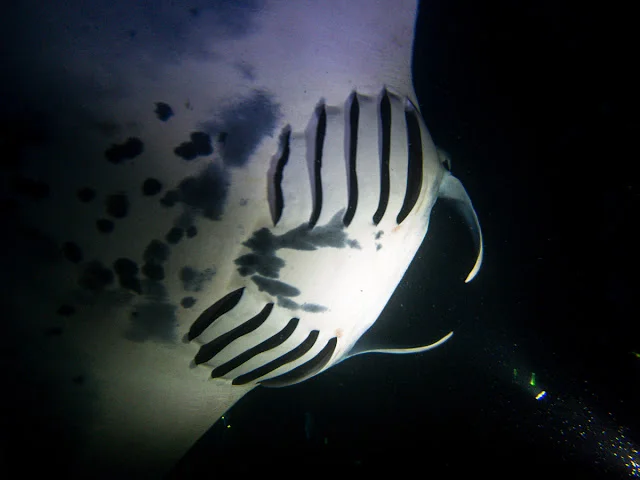 Hawaii_Kona_Manta_Ray_Night_Dive_Snorkel