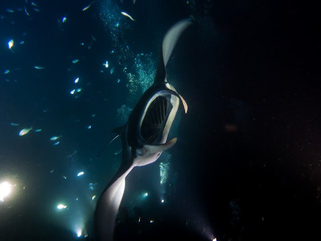 Hawaii_Kona_Manta_Ray_Night_Dive_Snorkel