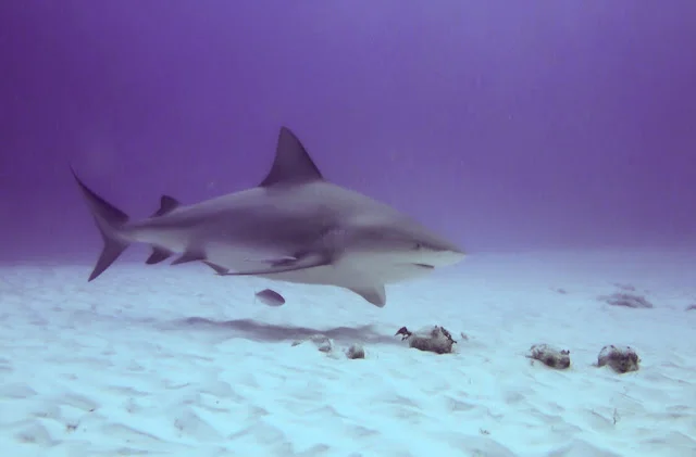 Bull Sharks Playa del Carmen