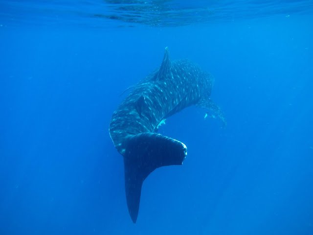 Swimming with Whale Sharks Mafia Island