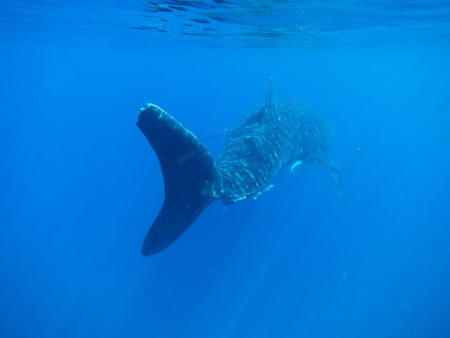 Swimming with Whale Sharks Tanzania