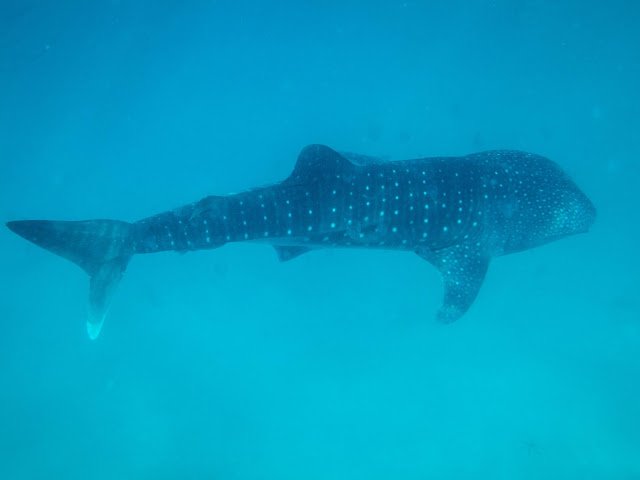 Whale Shark Snorkeling Tanzania