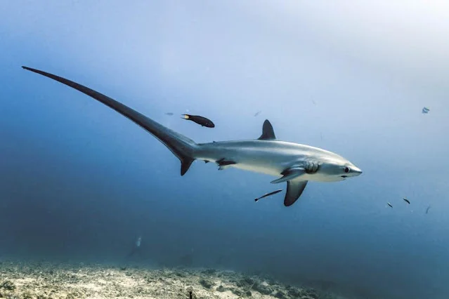Malapascua Thresher Shark