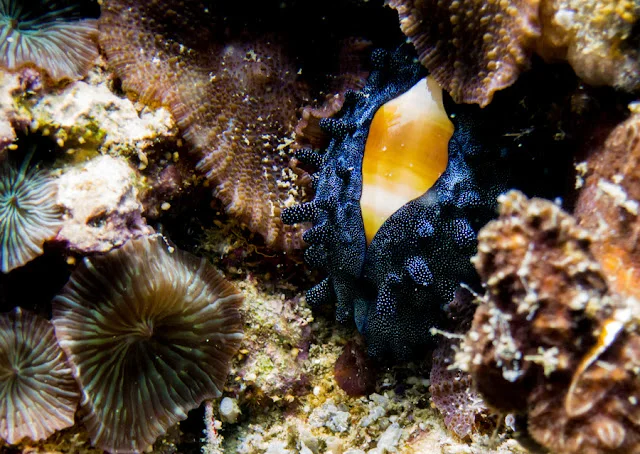 Malapascua_Thresher_Gato_Kalanggaman_Diving