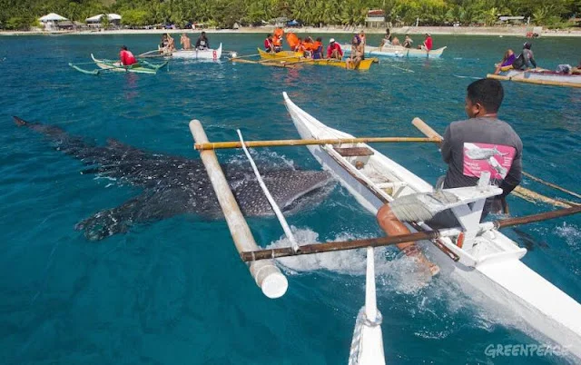 Oslob_Whale_Shark