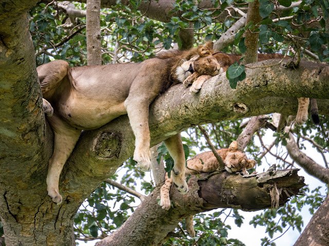 Queen_Elizabeth_Ishasha_Uganda Tree Climbing Lions