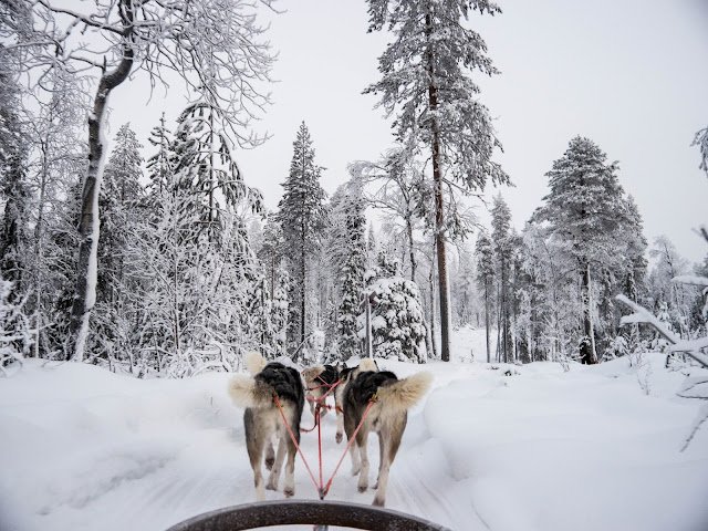 Husky Safari Lapland Finland