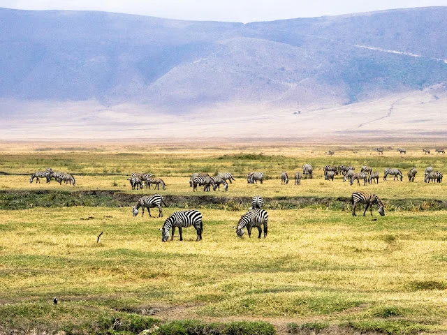Safari Ngorongoro Crater Tanzania