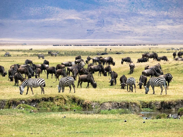 Ngorongoro_Safari_Tanzania
