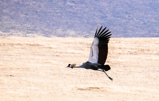 Ngorongoro_Safari_Tanzania