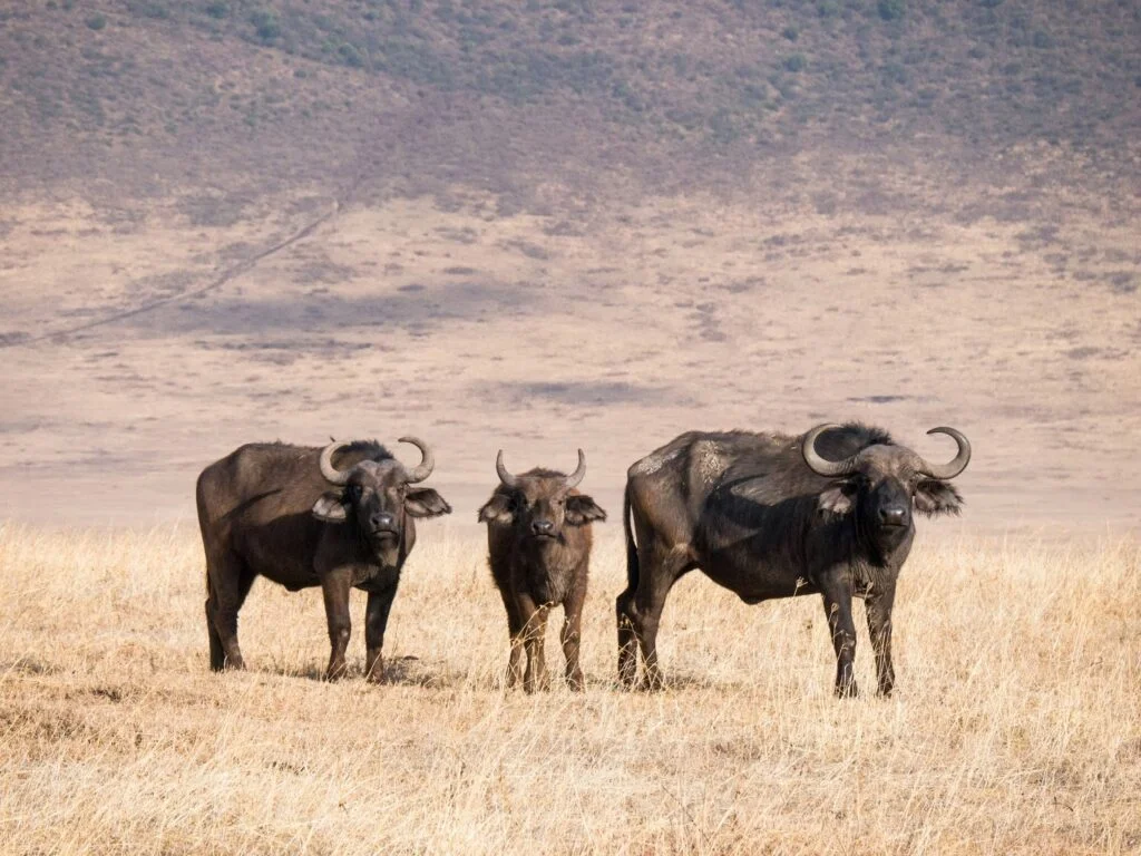 Ngorongoro_Safari_Tanzania