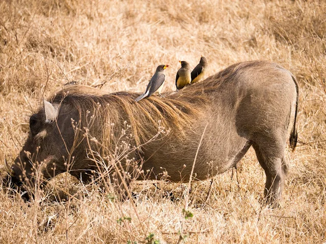 Ngorongoro_Safari_Tanzania