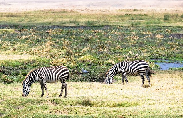 Ngorongoro_Safari_Tanzania