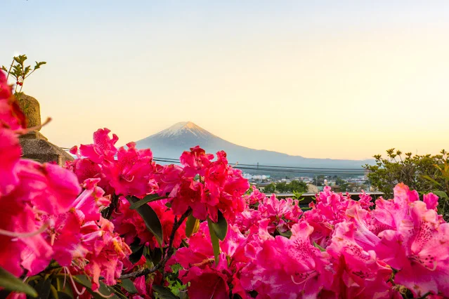 Unique Things To Do in Japan