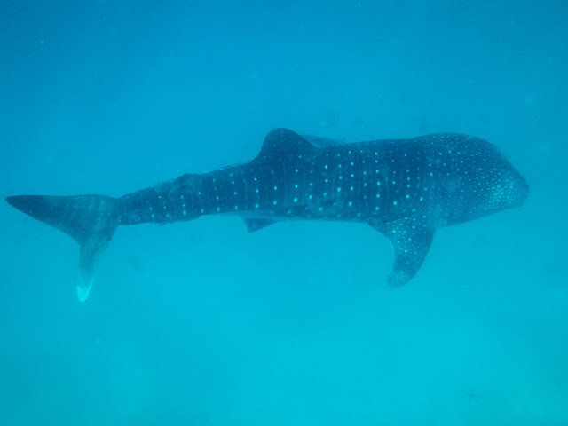 Whale Shark Mafia Island