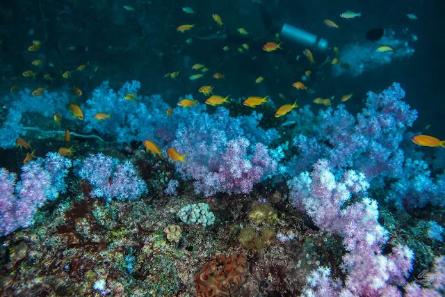 Mafia Island Tanzania Diving