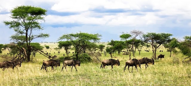Serengeti_Safari_Tanzania