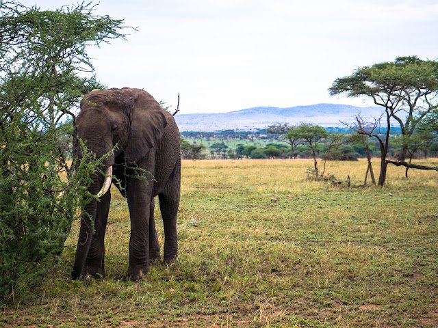 Serengeti_Safari_Tanzania