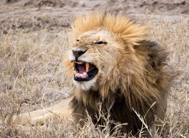 Serengeti Tanzania Safari