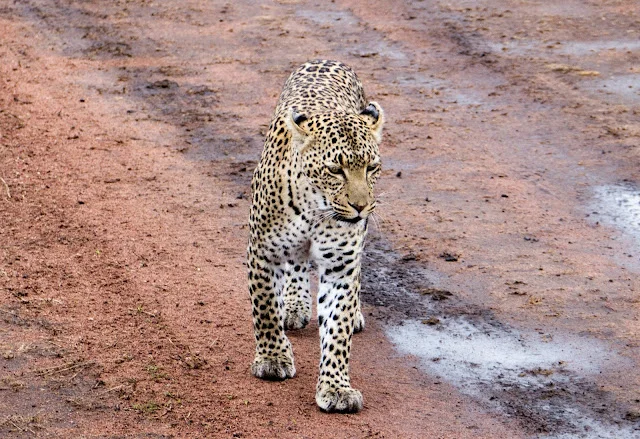 Serengeti_Safari_Tanzania