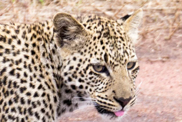 Serengeti_Safari_Tanzania