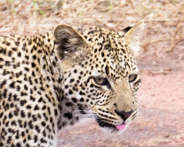 Serengeti_Safari_Tanzania