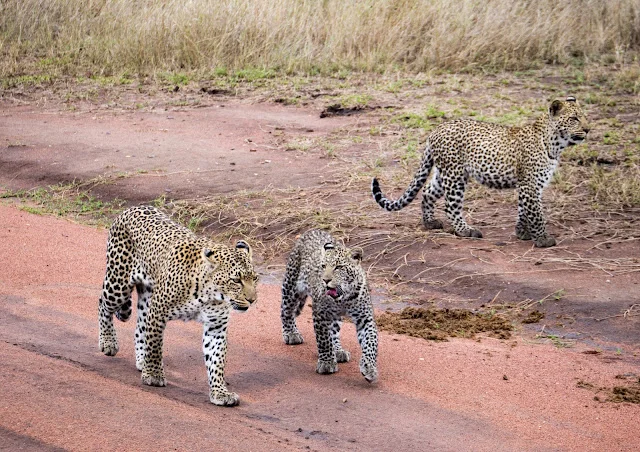 Serengeti_Safari_Tanzania