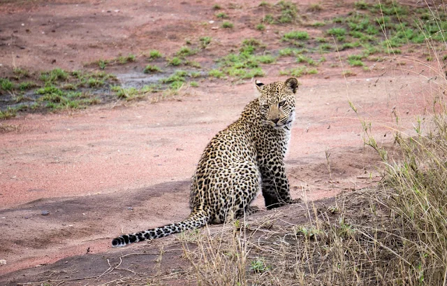 Serengeti_Safari_Tanzania