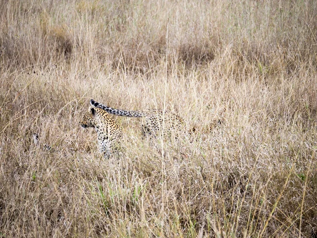 Serengeti_Safari_Tanzania