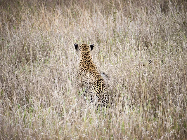 Serengeti_Safari_Tanzania